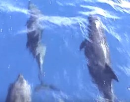 dolphins